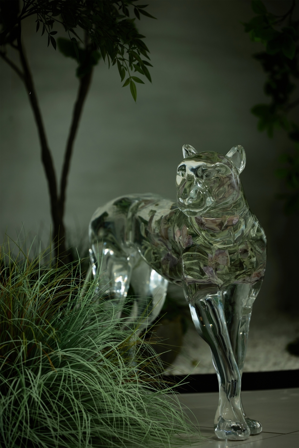 流晶 金钱豹  站立