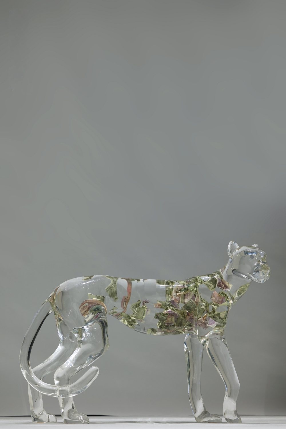 流晶 金钱豹  站立